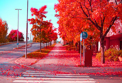 Autumn Red, Denmark