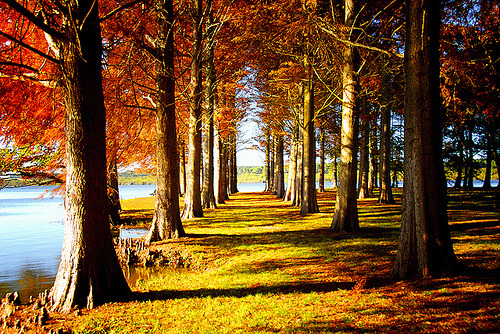 Autumn Lake, Aquitaine, France