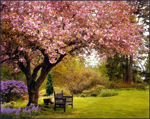 Spring Cherry Blossoms, Great Britain