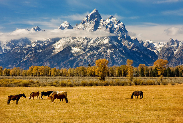 by Tucapel on Flickr.Horses in Grand Teton National Park - Wyoming, USA.