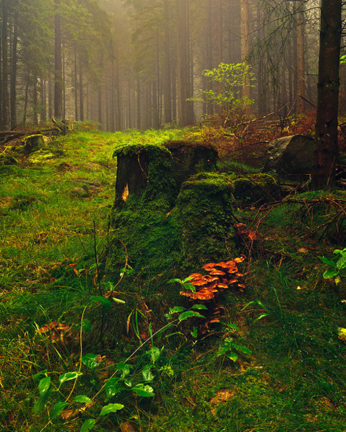 Mushroom Forest, Norway