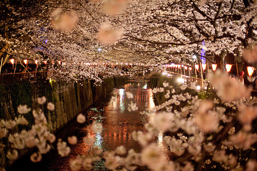 Cherry Blossom River, Sakura, Japan