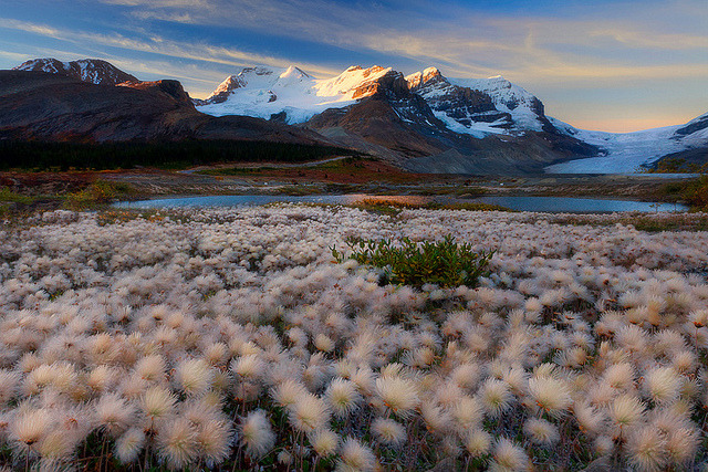by kevin mcneal on Flickr.Cotton grass in Icefields Parkway, Banff National Park, Canada.