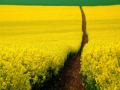 Mustard Field, Germany