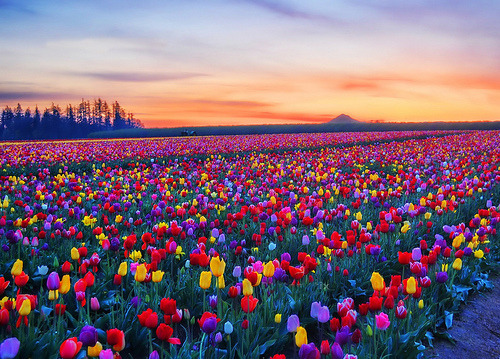 Sunrise Tulips, Woodburn, Oregon