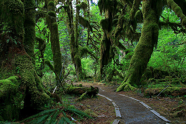 The Hall of Mosses Trail at the Hoh Rain Forest in Olympic National Park, USA