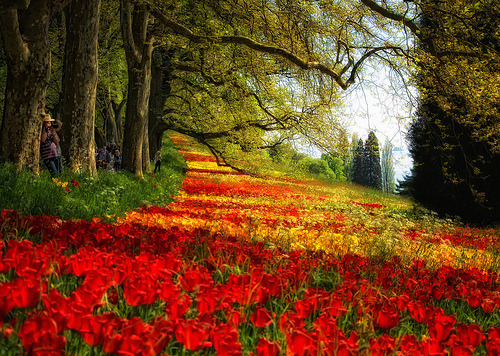 Red Petal Meadow, Mainau, Germany