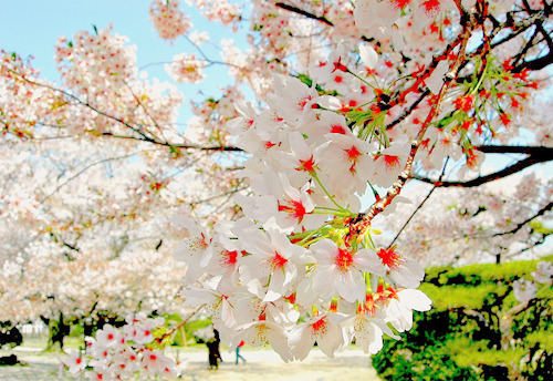 Cherry Blossoms, Sakura, Japan
