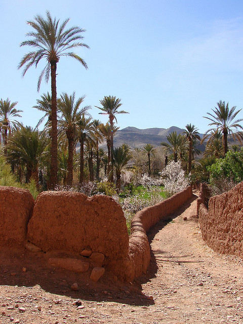 Road in the oasis in Draa valley, Morocco