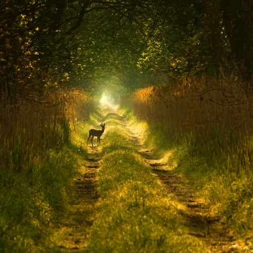 Forest Deer, Poland