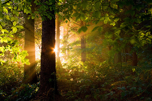 Sunrise Forest, Yorkshire Dales, England