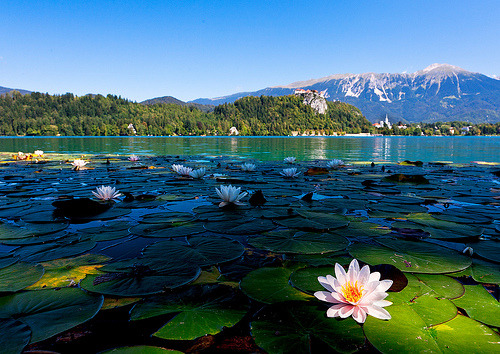 Lily Pads, Lake Bled, Slovenia