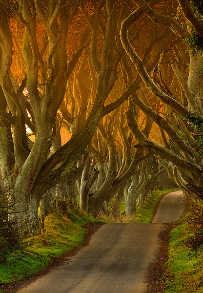 The Dark Hedges in Ballypatrick Forest, Co Antrim, N. Ireland .]]>” id=”IMAGE-m6w5beiRAF1r6b8aao1_500″ /></a></p><p>The Dark Hedges in Ballypatrick Forest, Co Antrim, N. Ireland .]]><br />#travel, #Tourism, #Tourist Attraction, #landscape, #nature</p></div><!-- .entry-content --><div class=