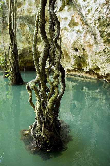 Near the entrance of Barton Creek Cave in Belize .]]>” id=”IMAGE-m71pyfYa9S1r6b8aao1_500″ /></a></p><p>Near the entrance of Barton Creek Cave in Belize .]]><br />#caving, #Tentacle, #Tree, #Water, #nature</p></div><!-- .entry-content --><div class=