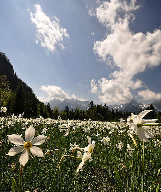Daffodil fields in Almtal Valley, Salzkammergut, Austria