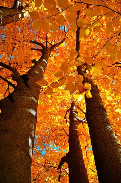 Autumn Splendor, Boston, Massachusetts