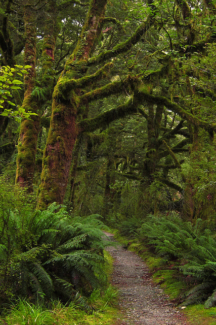 Clinton Valley Rainforest in Fiordland National Park, New Zealand
