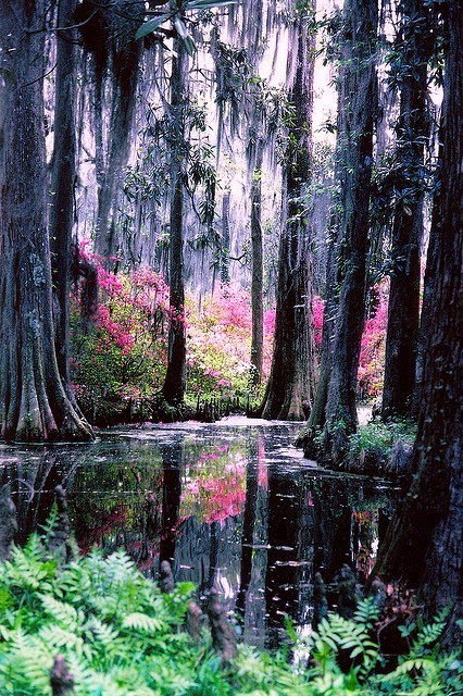Autumn, Cypress Gardens, Florida