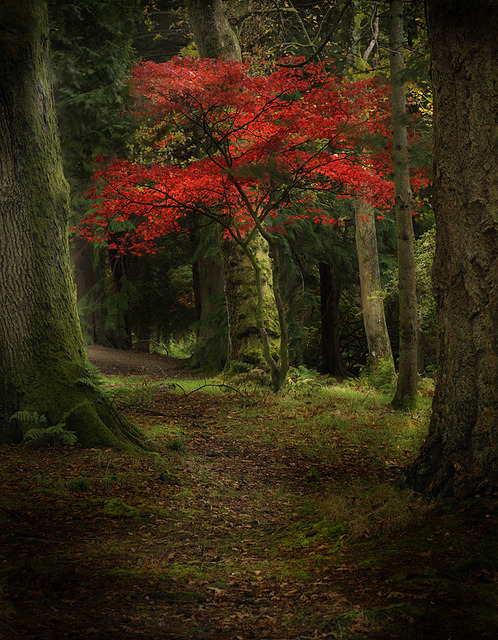 Autumn Tree, Scotland