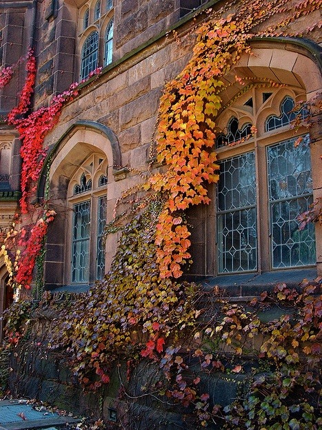 Autumn Ivy, Princeton, New Jersey