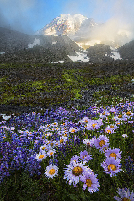 Mount Rainier National Park, Washington, USA