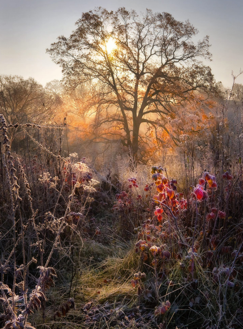 November Frost, Ukraine
