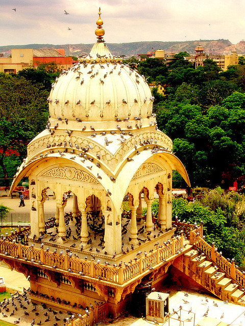 Pigeons invading Birla Temple in Jaipur, India