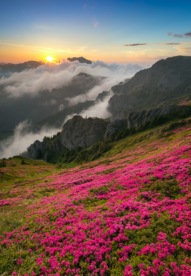 Sunset with Rhododendron blossom in Ciucas Mountains, Romania