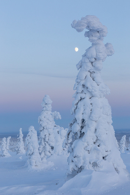 Snow-covered tykky-trees in Riisitunturi National Park, Lapland / Finland