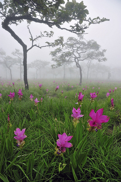 Wild fields of Siam Tulips in the Pa Hin Ngam National Park / Thailand
